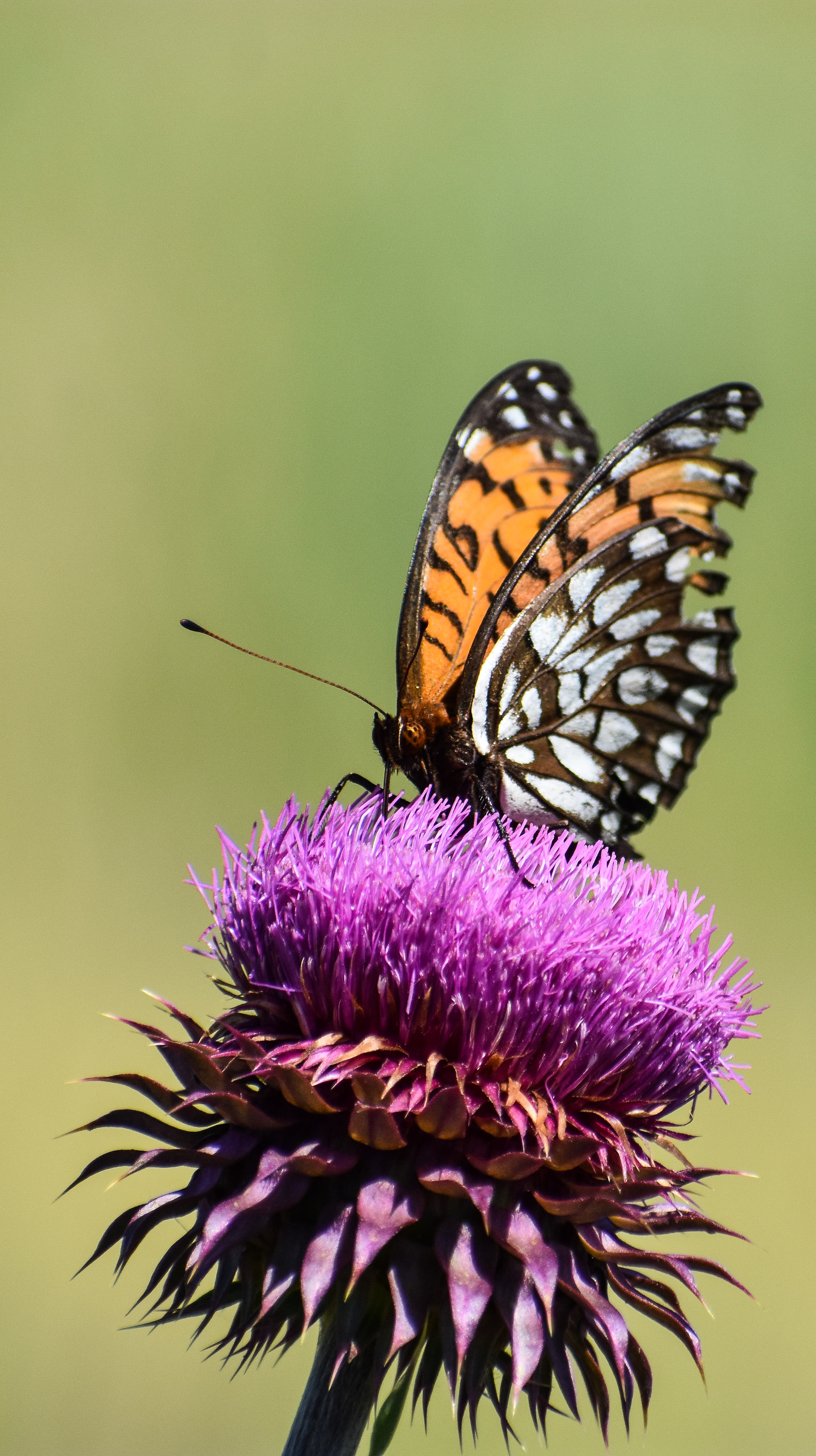 Regal fritillary with wings open in a Missouri prairie