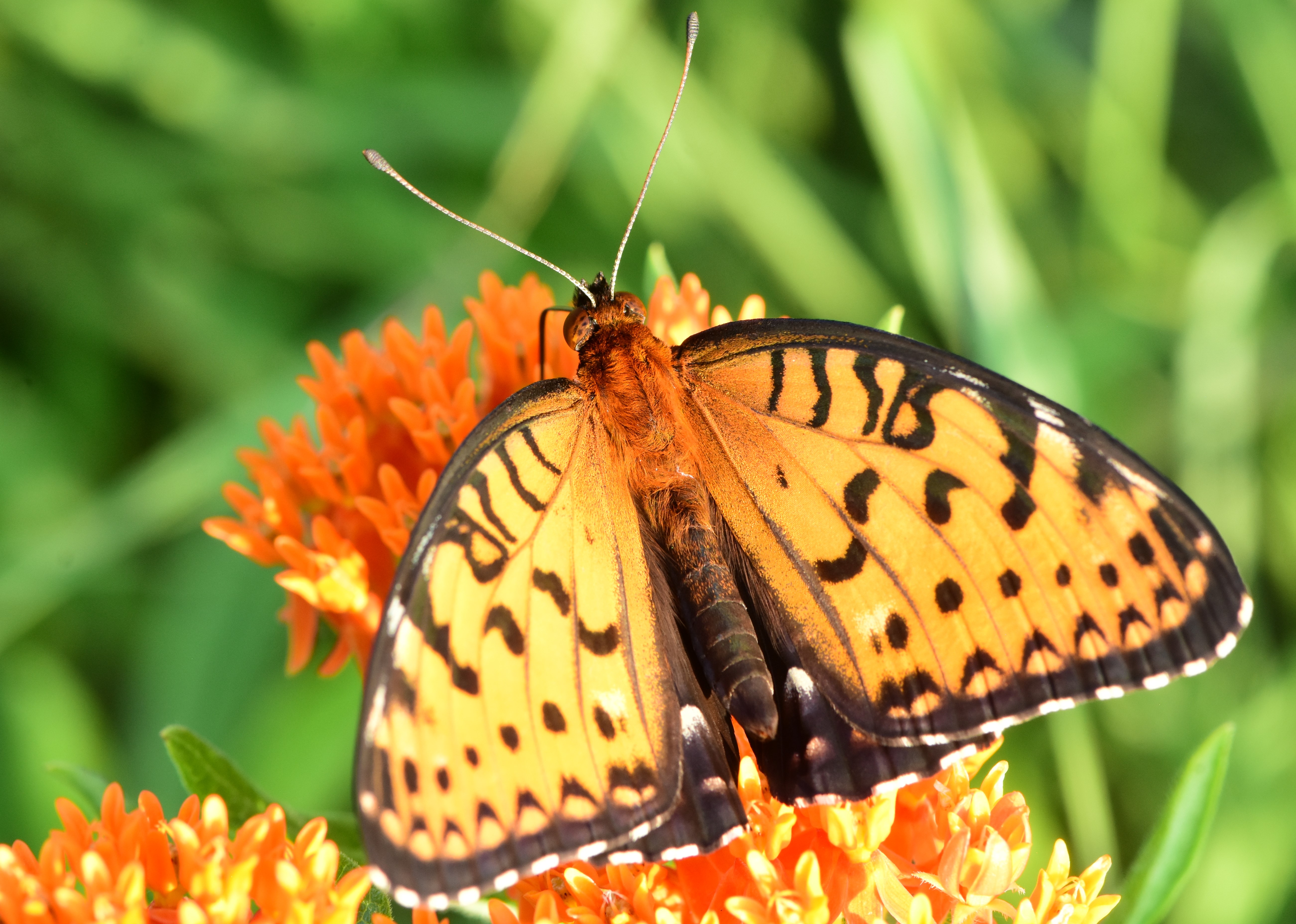 Regal fritillary detail