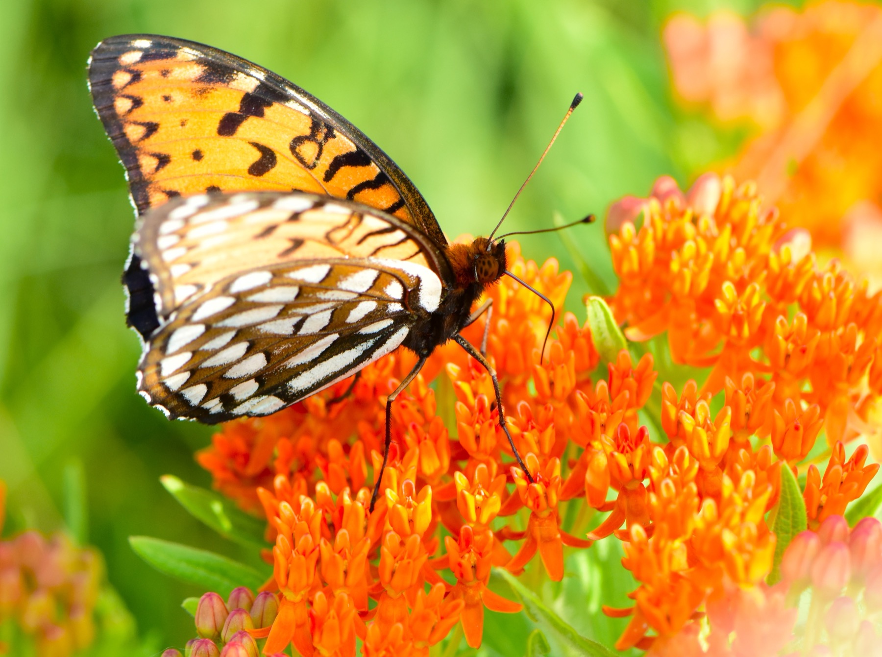 Regal fritillary nectaring on bright orange butterfly weed against green prairie
