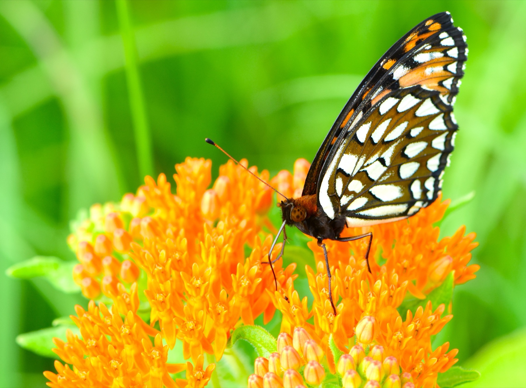 Regal fritillary showing its silver-spangled underwings while nectaring on orange butterfly weed