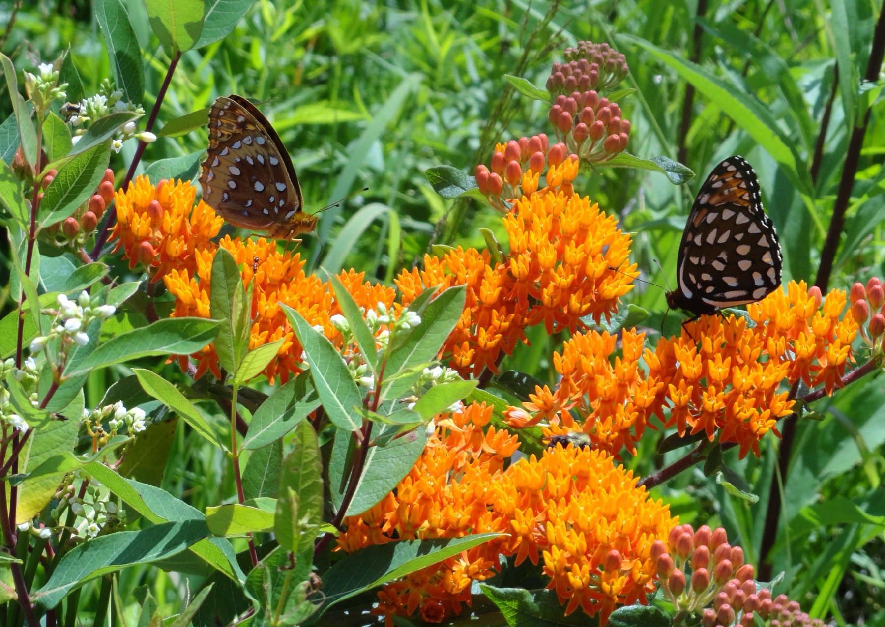 A regal fritillary and a cousin fritillary feeding together on orange butterfly weed in a prairie