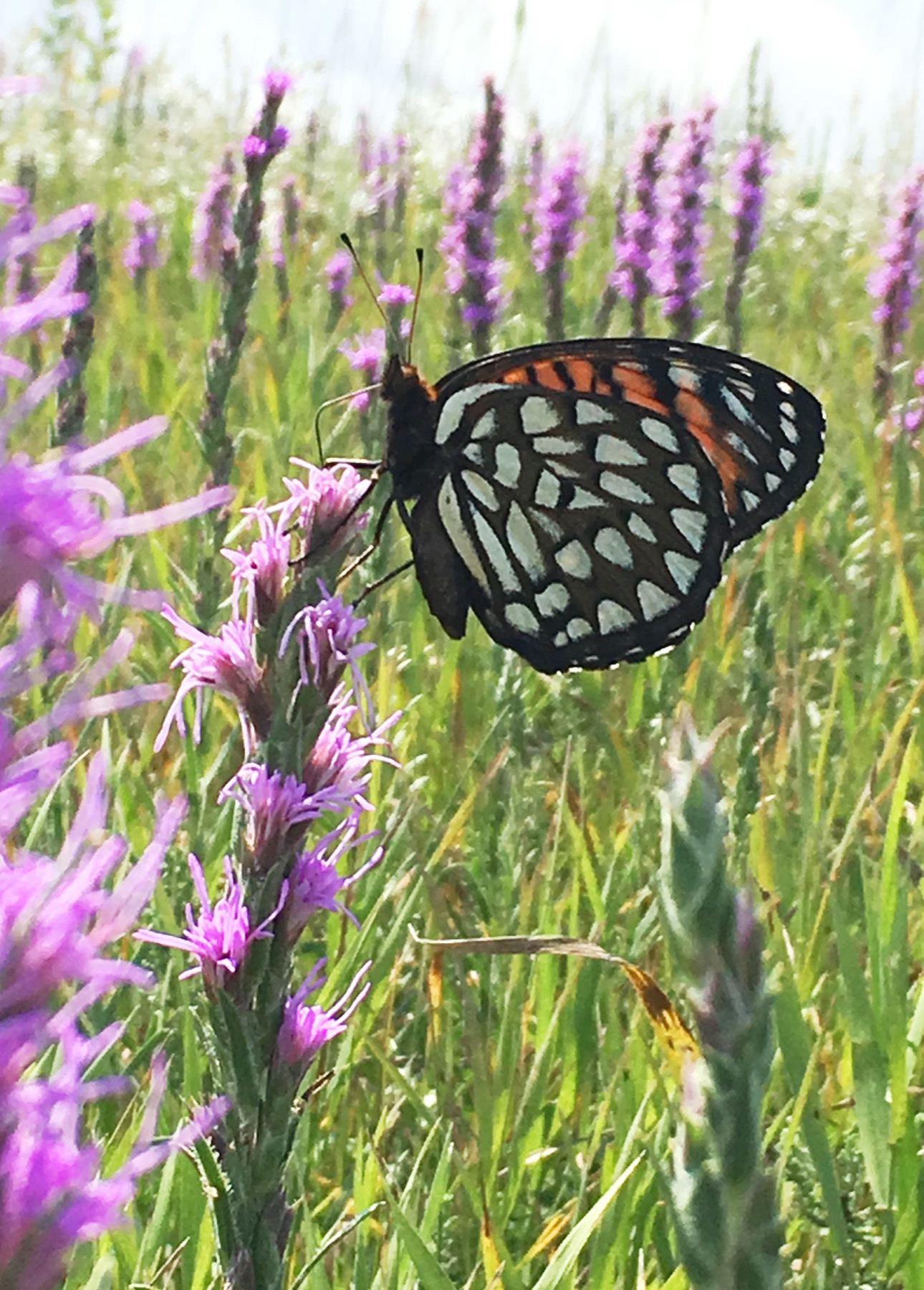 Regal fritillary feeding on purple blazing star flowers