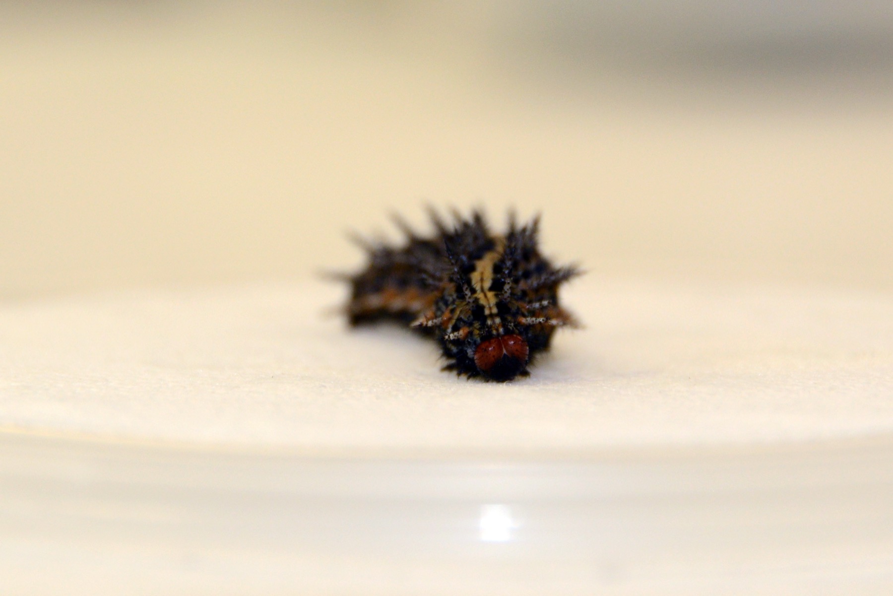 Regal fritillary caterpillar, black and spiky with orange markings