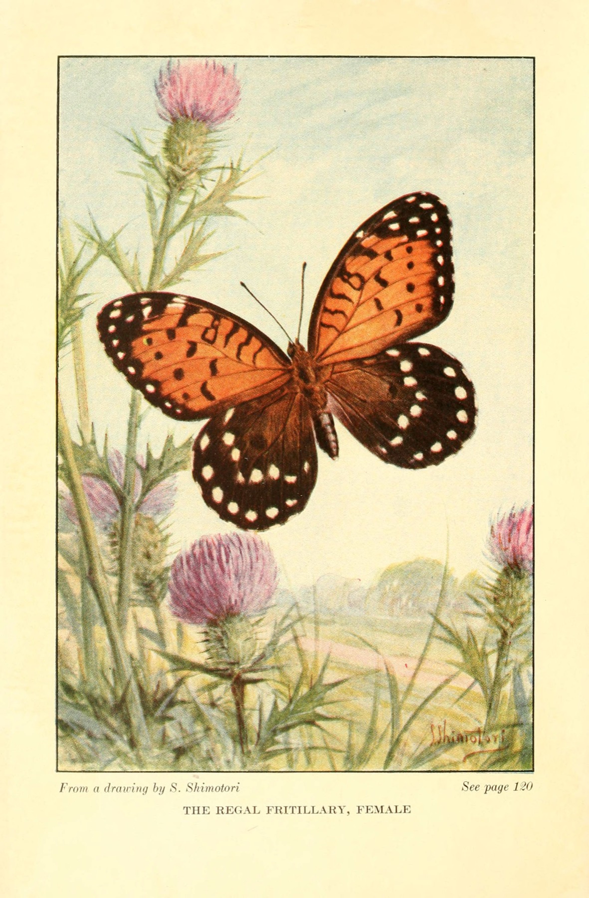 A century-old field guide plate of a female regal fritillary among thistles, from a drawing by S. Shimotori